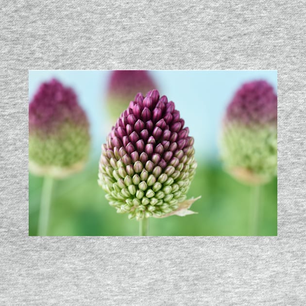 Allium sphaerocephalon   AGM  Round-headed garlic  Round-headed leek by chrisburrows